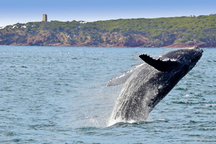 Humpback whale breaching in Eden, New South Wales © Warwick Kent courtesy of Sapphire Coast Tourism