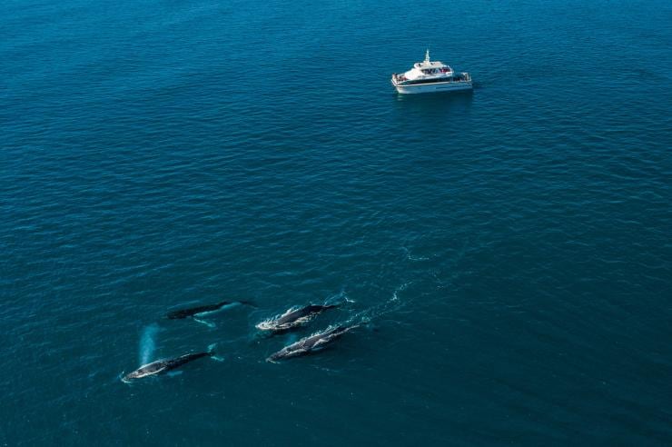Aerial view of a pod of four whales at the surface of the ocean with a Naturaliste Charters boat nearby, Dunsborough, D Tourism Australia