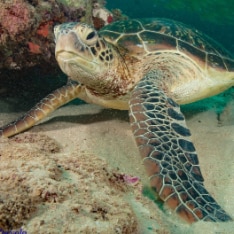 Green sea turtle © Exmouth Dive and Whalesharks Ningaloo