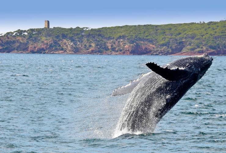 Whale watching humpback whales, Eden, NSW © Warwick Kent courtesy of Sapphire Coast Tourism