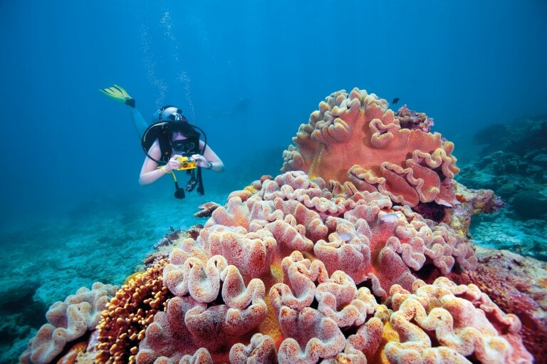 Scuba Diving in the Fitzroy Reef Lagoon at the Great Barrier Reef © Tourism and Events Queensland