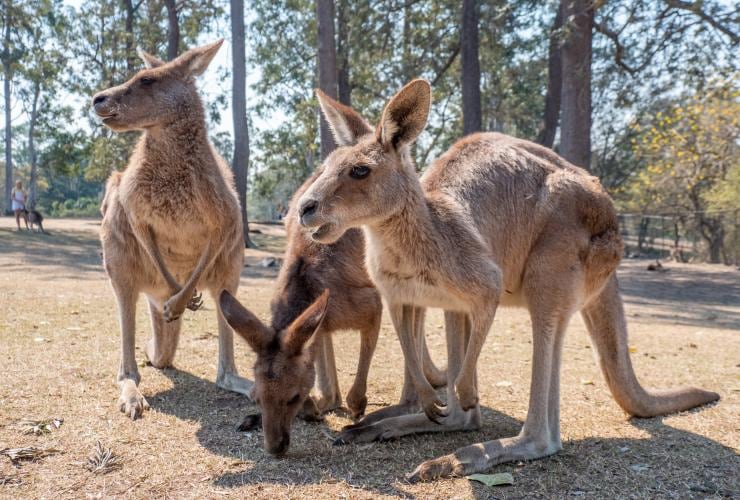 Kangaroo, Lone Pine Koala Sanctuary, QLD © Tourism Australia