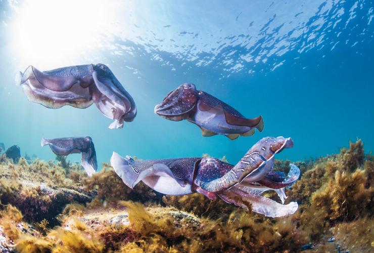 Swim with the cuttlefish, Stony Point, SA © Carl Charter