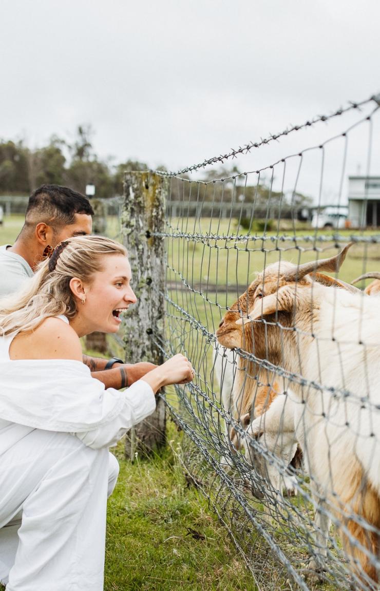 Couple feeding goats at Ridgemill Estate, Stanthorpe, Queensland © Ridgemill Estate
