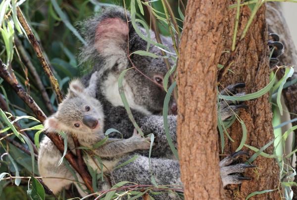 Lone Pine Koala Sanctuary, Brisbane, QLD © Lone Pine Koala Sanctuary