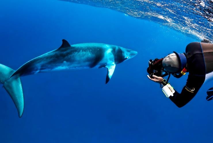 Minke whale, Mike Ball Dive Expeditions, Cairns, QLD © Shae Callaghan