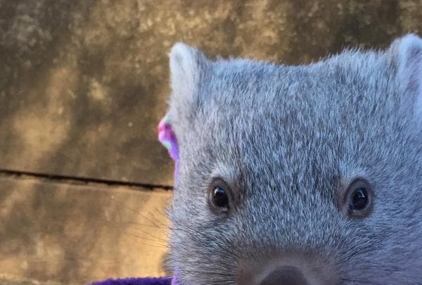 Wombat, Bonorong Wildlife Sanctuary, TAS © Tourism Australia