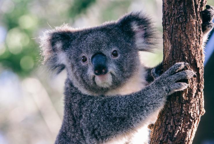 Koala at Taronga Zoo, Sydney, NSW © Tourism Australia
