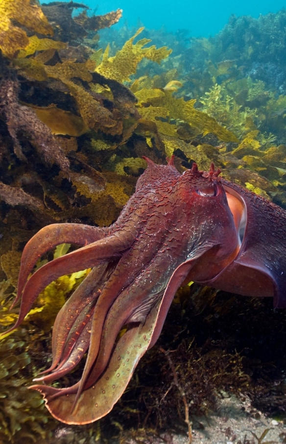 Giant Cuttlefish swimming at Shelly Beach, Manly, Sydney © Jayne Jenkins