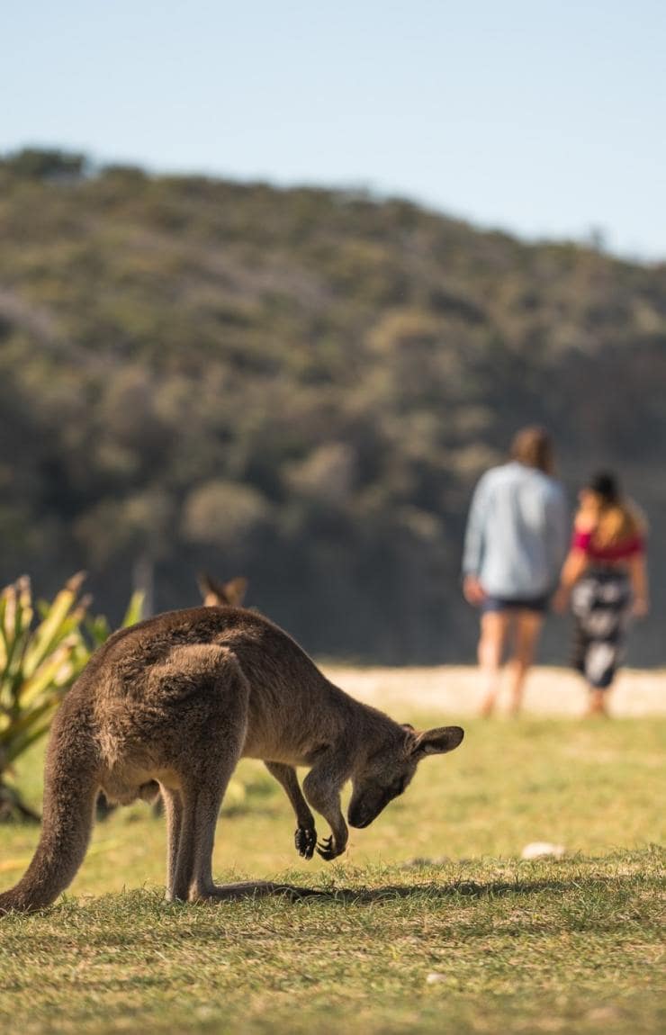Pebbly Beach, Shoalhaven, NSW © Shoalhaven City Council