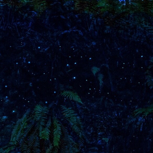 Glowworms in the rainforest at Melba Gully © Great Ocean Road Tourism