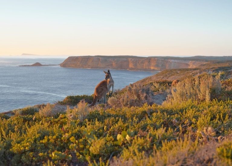 Australia’s majestic national parks are unique, full of wildlife and endless beauty