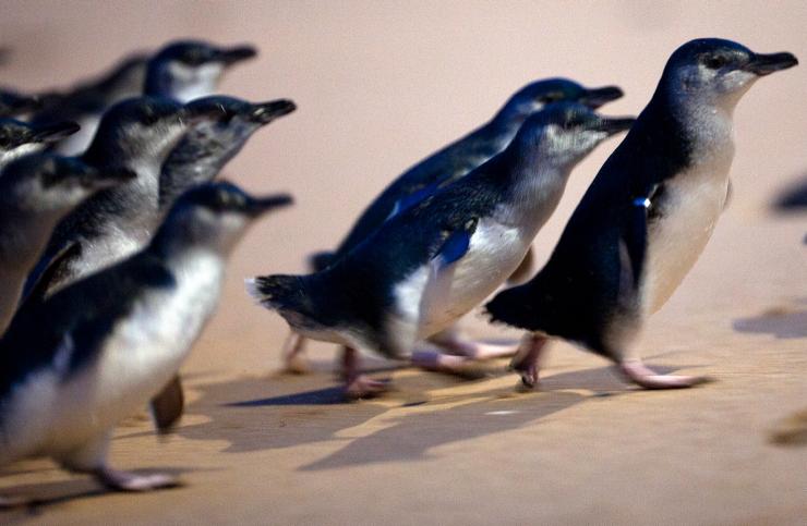 Penguins walking on the beach at Phillip Island Nature Park © Tourism Australia 