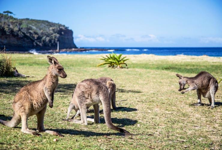 Kangaroos on the grass beside Pebbly Beach in Murramarang National Park © Tourism Australia