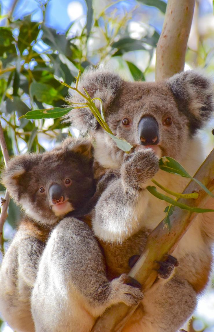 Koalas in a tree in the You Yangs Regional Park in Victoria © Koala Clancy Foundation
