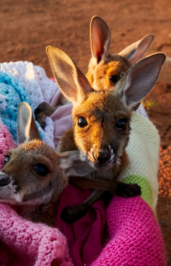Joeys in a blanket at The Kangaroo Sanctuary in the Northern Territory © Tourism Australia