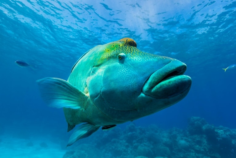 Maori Wrasse, Great Barrier Reef, QLD © Andrew Watson