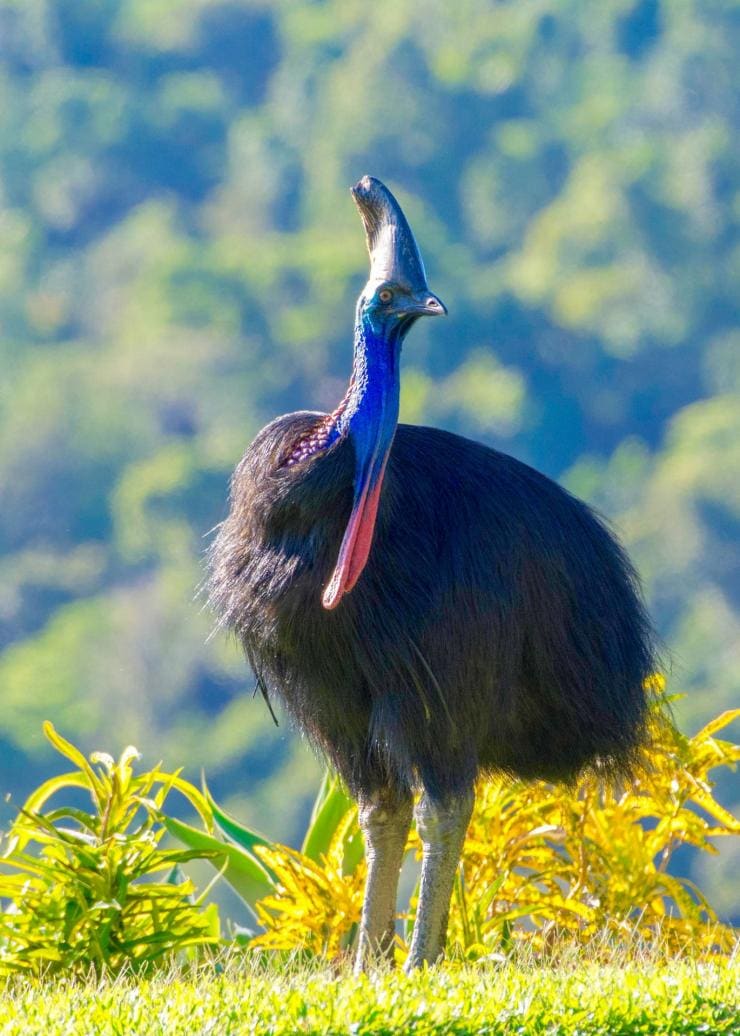 A Southern Cassowary in the Daintree National Park in Queensland © FNQ Nature Tours