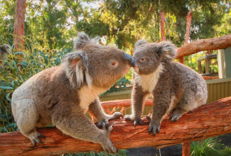 Koalas, Ballarat Wildlife Park, VIC © Ballarat Wildlife Park