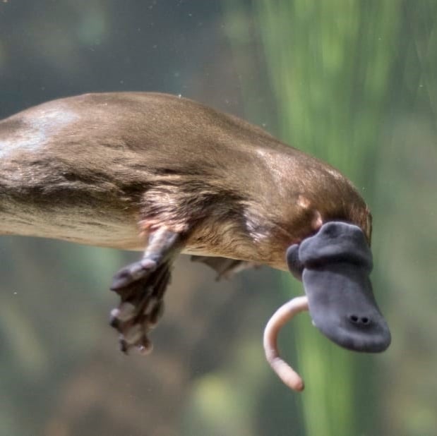Platypus eating © John Carnemolla 