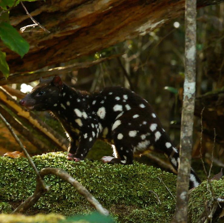 A spotted-tailed quoll in the rainforest of the Atherton Tablelands © FNQ Nature Tours/James Boettcher