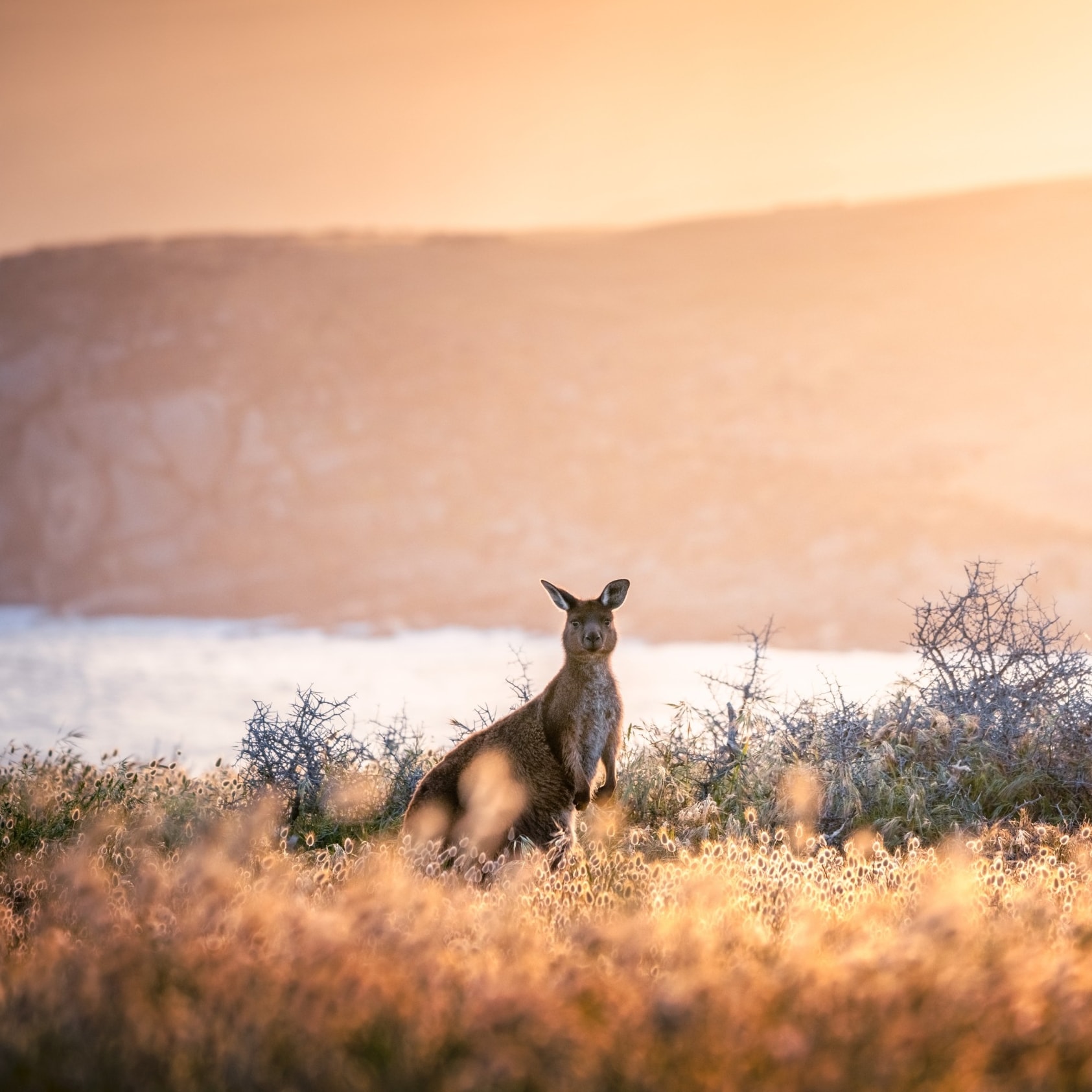 Kangaroo at sunset in Cape Willoughby © South Australian Tourism Commission