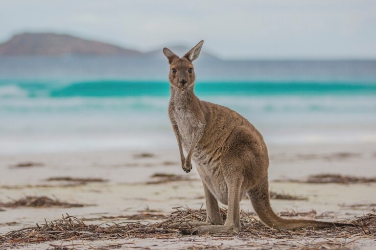 Lucky Bay, Cape Le Grand National Park, WA  © Greg Snell, Tourism Western Australia