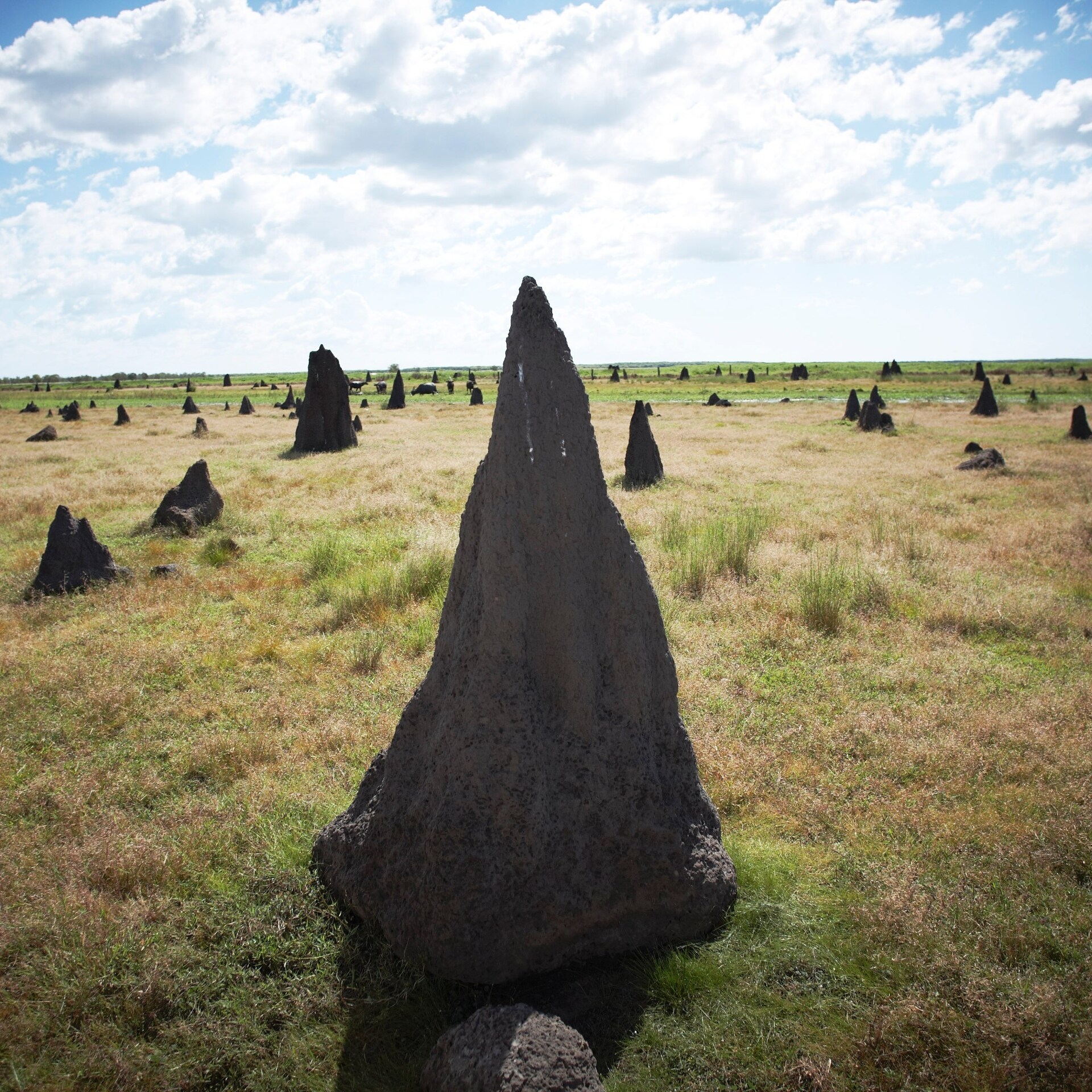 Termite Mounds at Bamurru Plains, Point Stuart, NT ©  Bamurru Plains