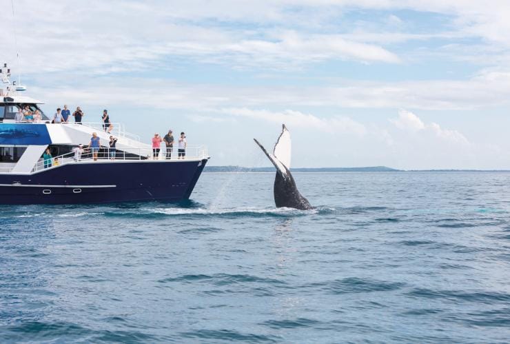 Whale breaching at Hervey Bay © Tourism and Events Queensland