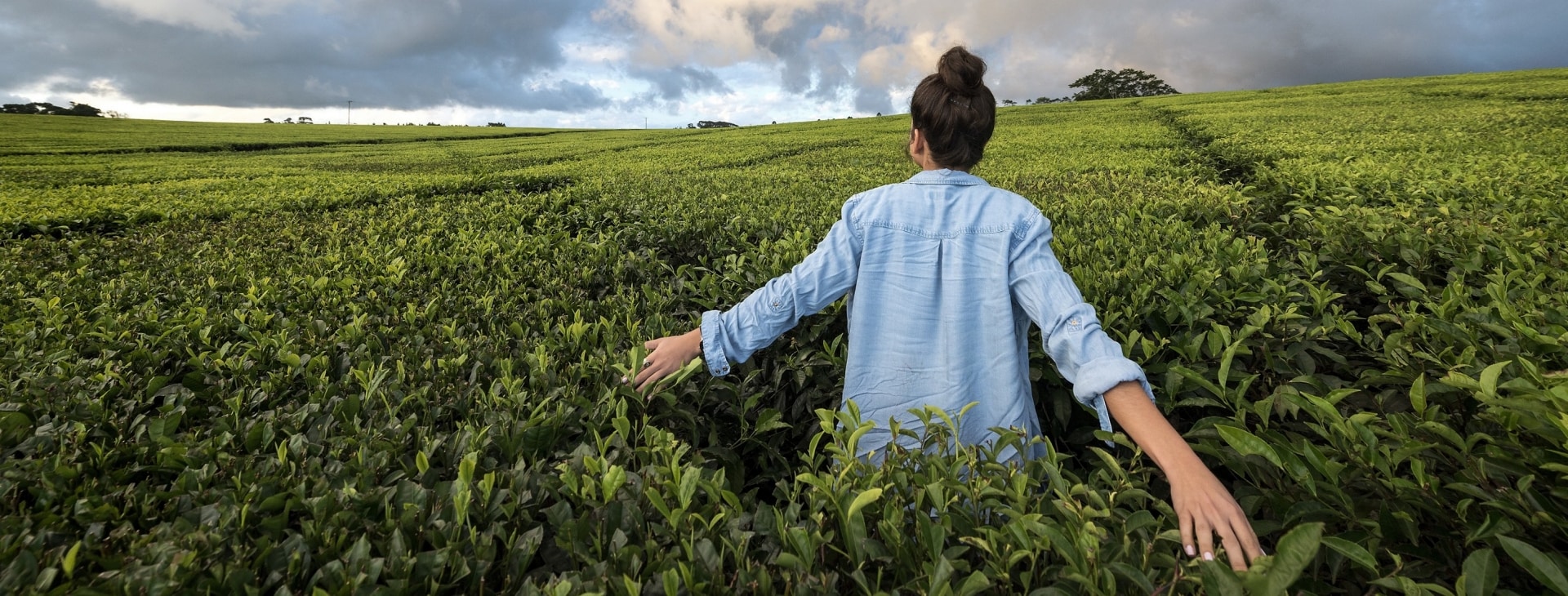 Nerada Teafields, near Cairns, QLD © Tourism & Events Queensland