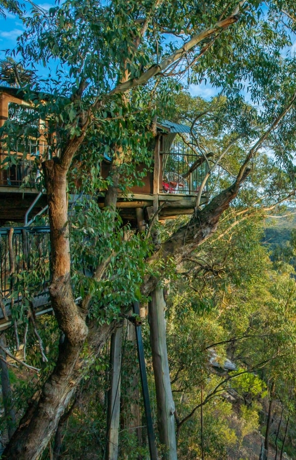 Wollemi Forest, Blue Mountains, NSW © Wollemi Cabins