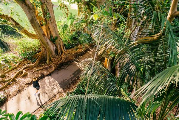Aerial view of a woman walking through the Adelaide Botanic Gardens, Adelaide, South Australia © Tourism Australia 