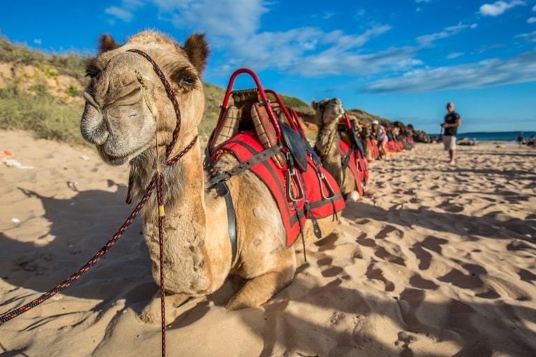 Camels on Cable Beach, Broome, WA © Greg Snell