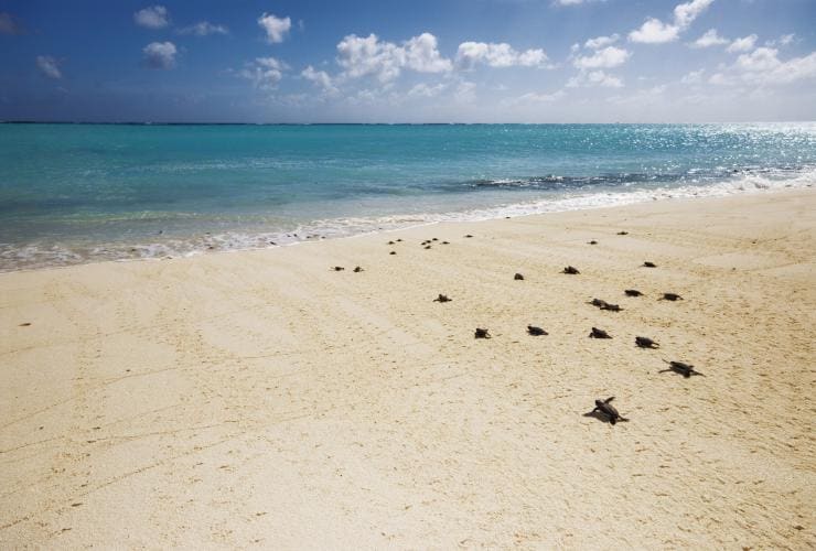 Green Turtles, Heron Island, QLD © Tourism and Events Queensland