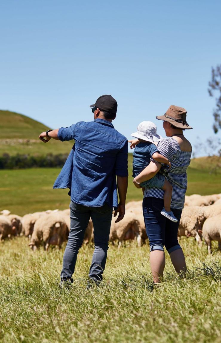 A guide, a mother and child stand near a flock of sheep, Curringa Farm, Hamilton, Tasmania ©  Tourism Australia