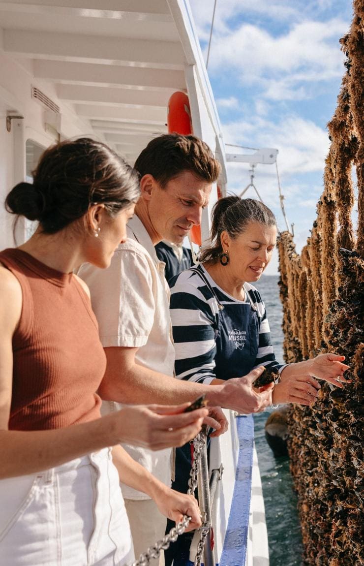 On a bright day in Port Philip Bay, two guests stand alongside a knowledgeable guide, observing mussels growing on a long mussel rope, Portarlington Mussel Tours, Portarlington, Victoria © Tourism Australia