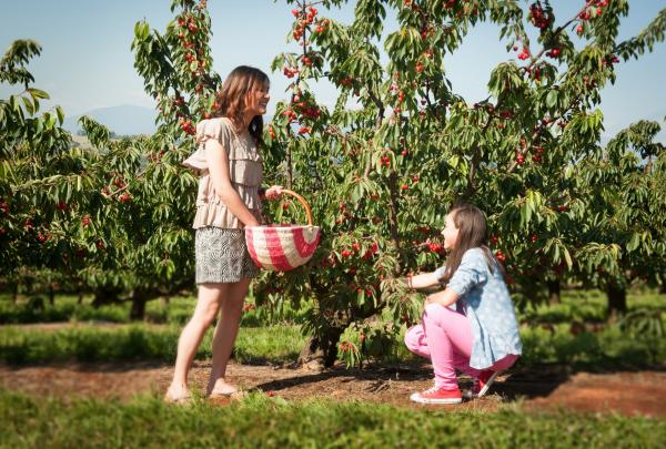 Cherryhills Orchard, Yarra Valley, VIC © Cherryhill Orchards