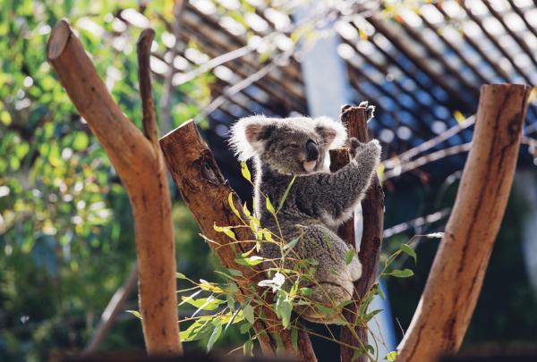 A furry grey koala clinging to a tree branch surrounded by leaves at Taronga Zoo, Sydney, New South Wales © Destination NSW