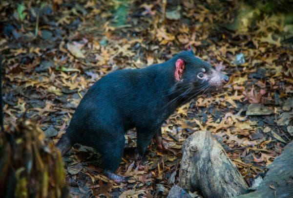 A small, black Tasmanian devil with red ears resting on the ground of an enclosure at WILD LIFE Sydney, Sydney, New South Wales © Tourism Australia