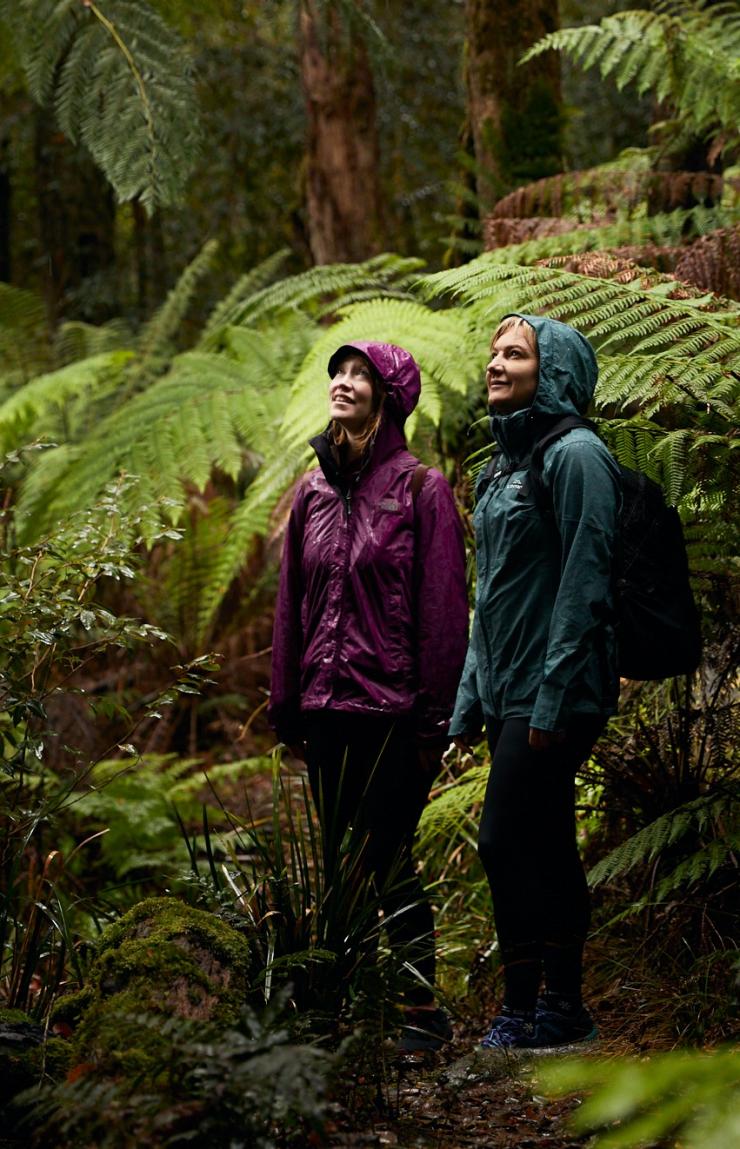 Two women stand in the rainforest looking up. Gloucester Tops, Barrington Tops National Park, New South Wales © Destination Barrington Coast