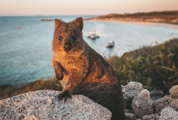 Quokka, Rottnest Island, WA © James Vodika