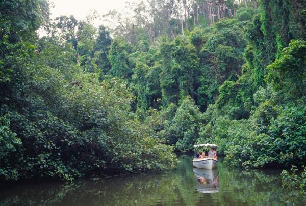 Daintree River Electric Boat Cruises, Daintree National Park, QLD © Tourism Australia