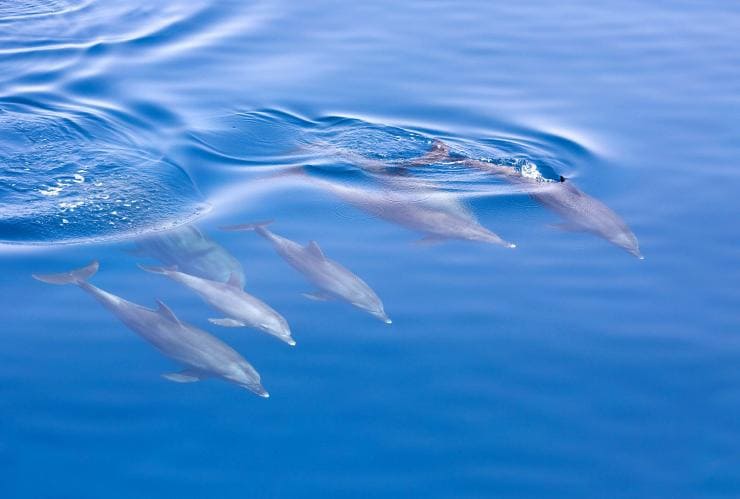 Dolphin watching with Jervis Bay Wild Whale Watching & Dolphin Cruises, Jervis Bay, NSW © Jervis Bay Wild