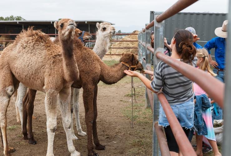 Children feeding camels at Summer Land Camels in Harrisville © Summer Land Camels