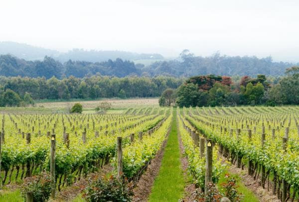 Chandon, Yarra Valley, Victoria © Tourism Australia / Time Out Australia