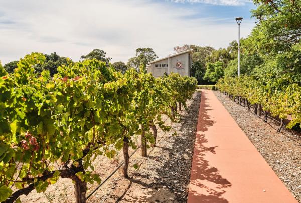 Path to Maya Maya through verdelho vines, Mandoon Estate, Swan Valley, Western Australia © Tourism Australia