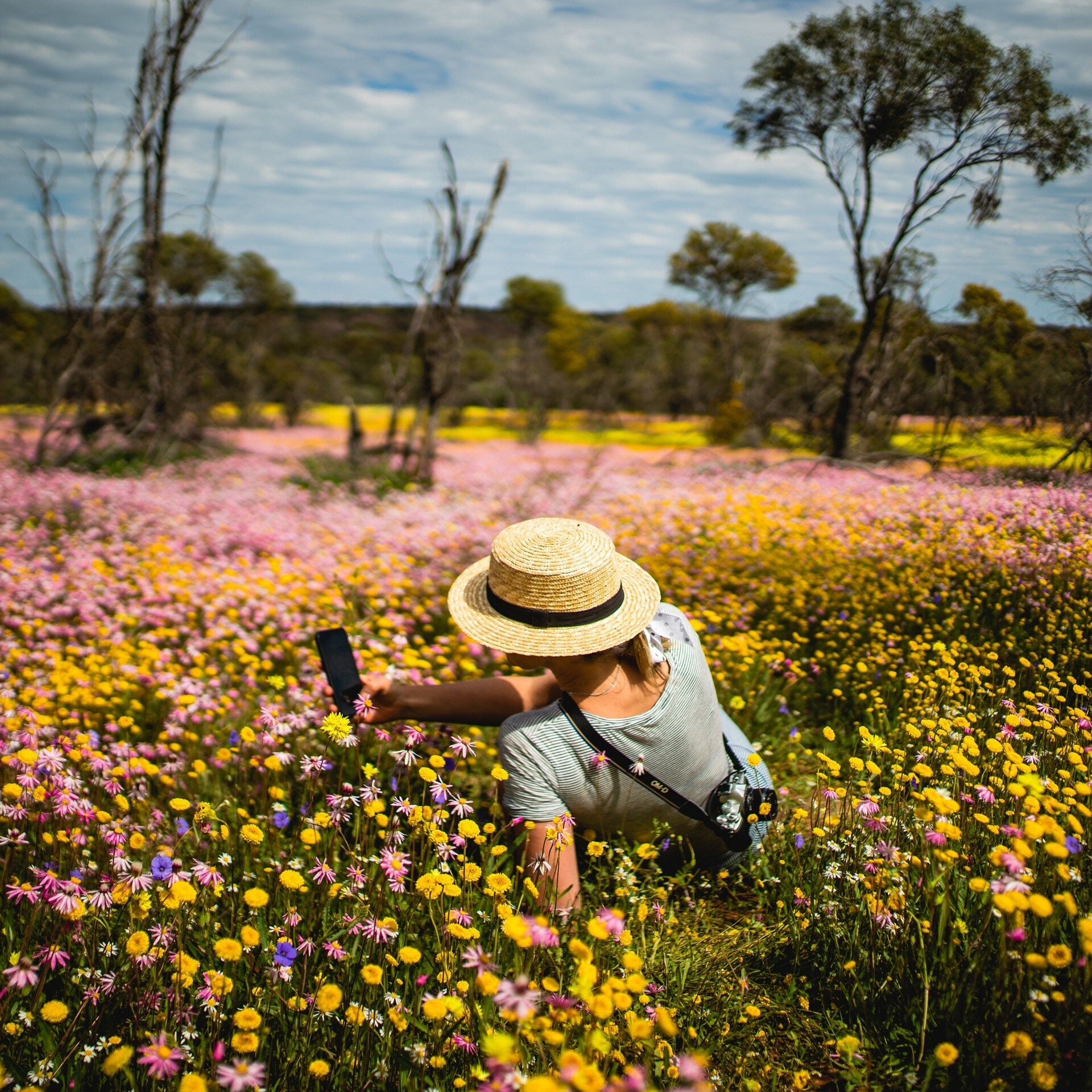 Woman lying among the wildflowers at Coalseam Conservation Park © Tourism Western Australia