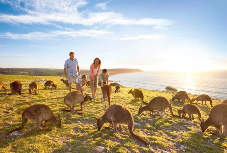 Family walking alongside wild kangaroos with the coastline in the background onKangaroo Island, SA © Tourism Australia