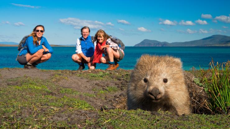 Common wombat, The Maria Island Walk, Maria Island, TAS © The Maria Island Walk