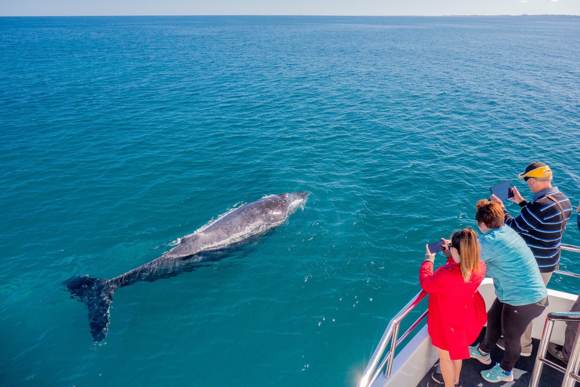 People watch whale from boat, Whale watching, Hervey Bay, QLD © Tourism Australia